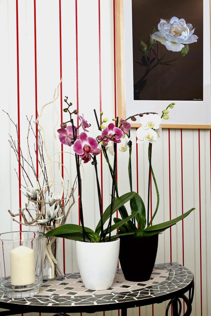 orchids, phalaenopsis, nature, flower, butterfly orchid, beautiful flowers, flower background, blossom, bloom, plant, flower wallpaper, bloom, queen of flowers, the phalaenopsis orchid, potted flowers, flower pots