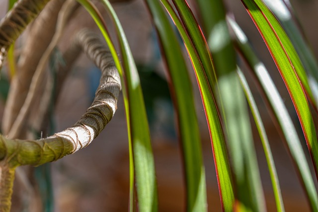 houseplant, dracena, nature, dragon tree, leaves, green, sunlight, the shade
