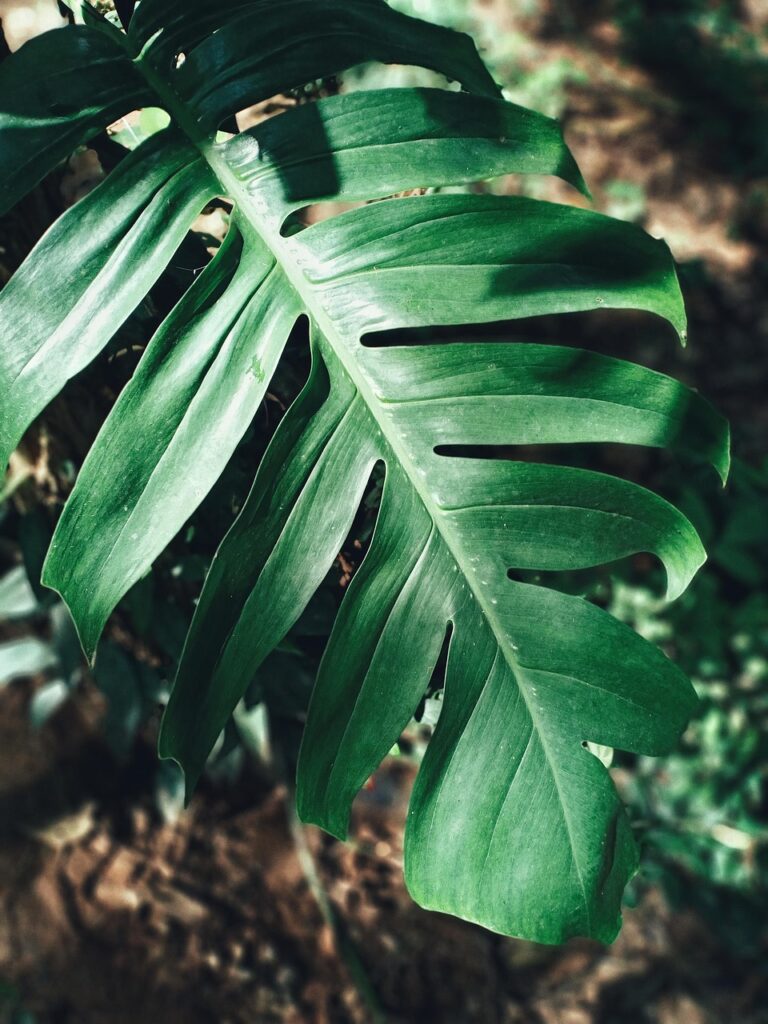 monstera, grass leaves, nature, landscape, document, photography, monstera, monstera, monstera, monstera, monstera