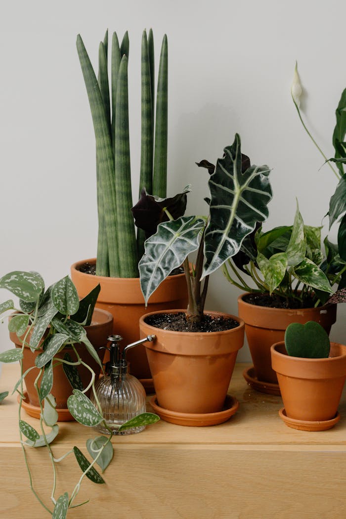 Освітлення для кімнатних рослин: повний гід по фітолампах та природному світлу 4 Aesthetic indoor houseplants in terracotta pots beautifully arranged on a shelf for a lush and fresh interior setting.