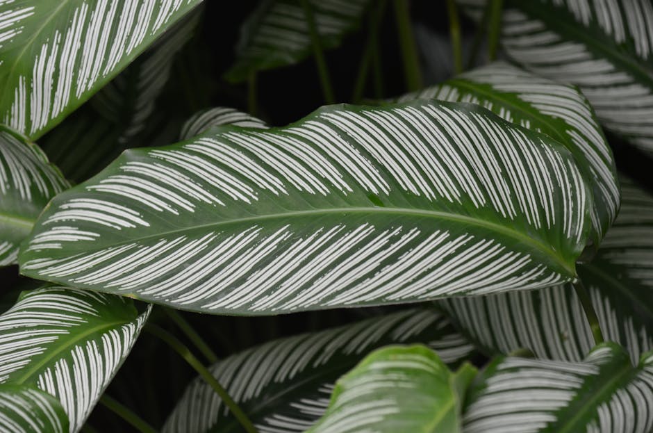 pexels-photo-9935767-9935767 Detailed close-up of lush Calathea leaves highlighting their intricate vein patterns and lush greenery.